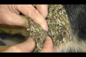 WOW !! TICKS & MANGOWORMS & MAGGOTS REMOVED FROM POOR DOG (RESCATE ANIMALES)