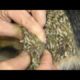 WOW !! TICKS & MANGOWORMS & MAGGOTS REMOVED FROM POOR DOG (RESCATE ANIMALES)