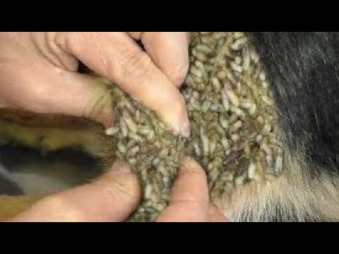 WOW !! TICKS & MANGOWORMS & MAGGOTS REMOVED FROM POOR DOG (RESCATE ANIMALES)