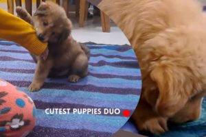 Watch Browny & Snowy's Cutest Puppy Masti Moment - You WON'T Believe What Happens Next!