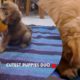 Watch Browny & Snowy's Cutest Puppy Masti Moment - You WON'T Believe What Happens Next!