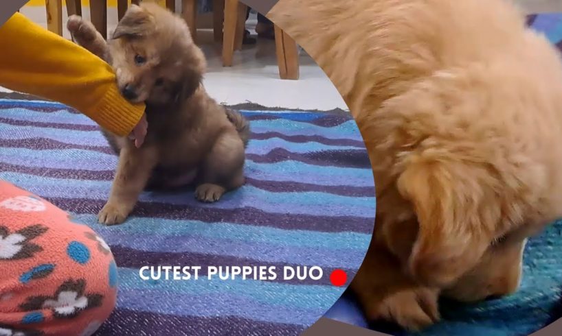 Watch Browny & Snowy's Cutest Puppy Masti Moment - You WON'T Believe What Happens Next!