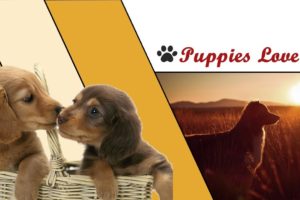 Watch These #cute Puppies Do the Cutest Thing! 🐶