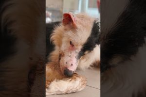 We rescued this poor dog, and now he's coming back to life