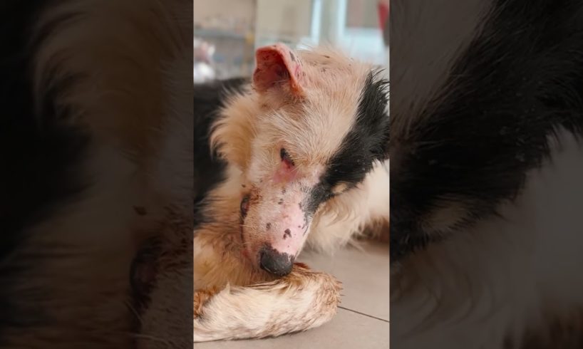 We rescued this poor dog, and now he's coming back to life