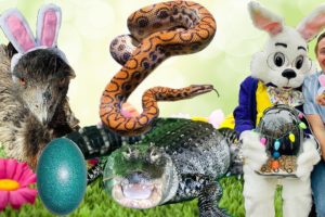 What Do The Animals Do On Easter? 🤔 🐣🐰