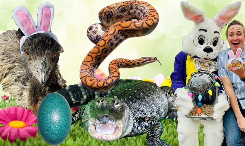 What Do The Animals Do On Easter? 🤔 🐣🐰