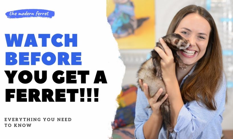 What is a Ferret? | Ferrets as Pets 101