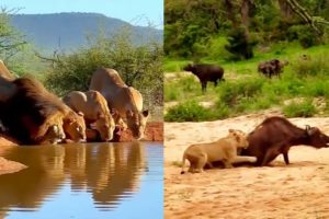 Wild Animal Fights | Buffalo vs Lion, Hyena & Lion attacks🐅 #animals #animalplanet  #wildlife