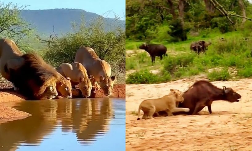 Wild Animal Fights | Buffalo vs Lion, Hyena & Lion attacks🐅 #animals #animalplanet  #wildlife