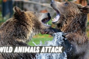 Wild Animals Attack and Some Craziest Animal Fights of All Times