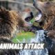 Wild Animals Attack and Some Craziest Animal Fights of All Times