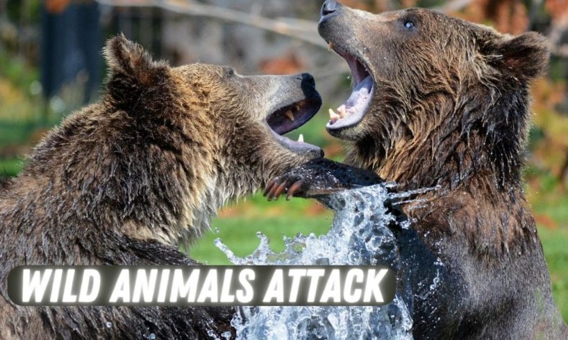 Wild Animals Attack and Some Craziest Animal Fights of All Times