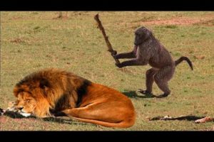 Wild animal fights |