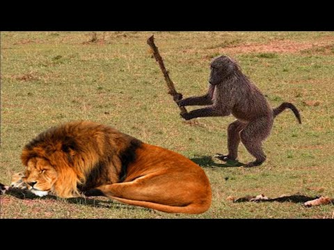 Wild animal fights |