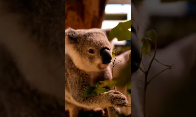 Wilde Animals Feeding