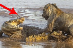 Wildest Animal Fights Caught On Camera