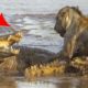 Wildest Animal Fights Caught On Camera
