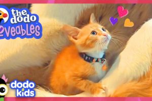 Will This Kitten Ever Get Along With Her GIANT Big Sister? | Dodo Kids | Loveables