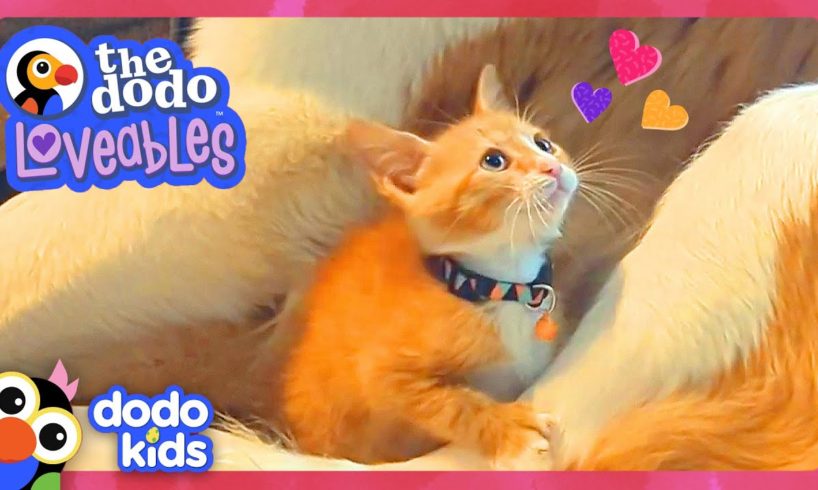 Will This Kitten Ever Get Along With Her GIANT Big Sister? | Dodo Kids | Loveables