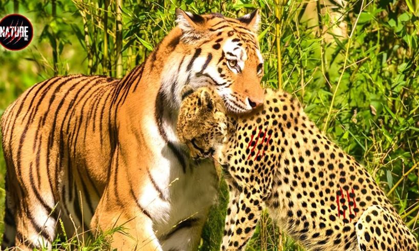 Witness the Bloodshed: Captured Animal Fights That Will Leave You Speechless