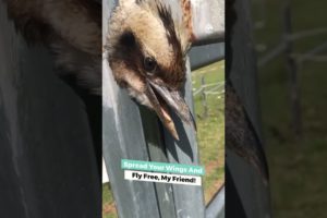 Woman Rescues Bird That's Stuck In Fence | People Are Awesome #shorts