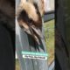 Woman Rescues Bird That's Stuck In Fence | People Are Awesome #shorts