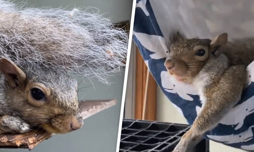 Woman saves a squirrel's life. Now he refuses to leave her home.