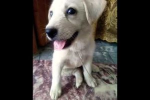 World Cutest Puppy 🤗 Cute 😱 #shorts