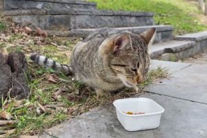 Wow l Abandoned Poor CAT Rescued From Street! Feeding Cat and Animal Rescue