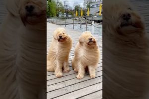 🐶You'll Be In Stitches Watching These Comical Animals🤣 | Animals LOL Moments #funnydogs #shorts