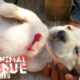 YouTube's Fake Animal Rescue Channels Exposed - This Needs to STOP
