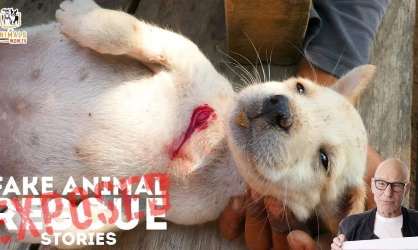 YouTube's Fake Animal Rescue Channels Exposed - This Needs to STOP