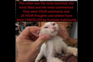 Youtube preventing animal rescuers from even showing rescues.