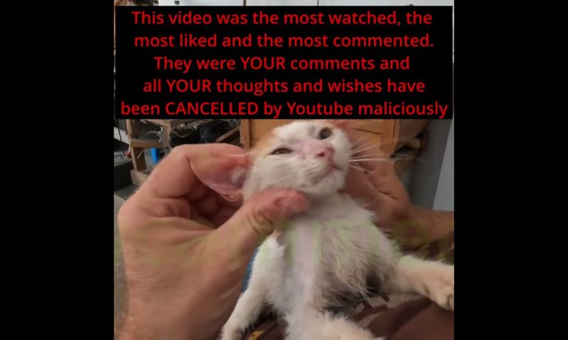 Youtube preventing animal rescuers from even showing rescues.