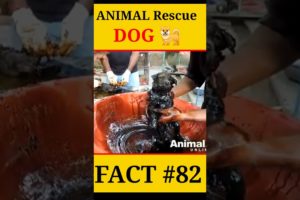 animal rescue team dog | #shorts #facts #animals #dog #viral