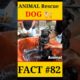 animal rescue team dog | #shorts #facts #animals #dog #viral