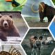 animals sounds video animals for kids national geographic