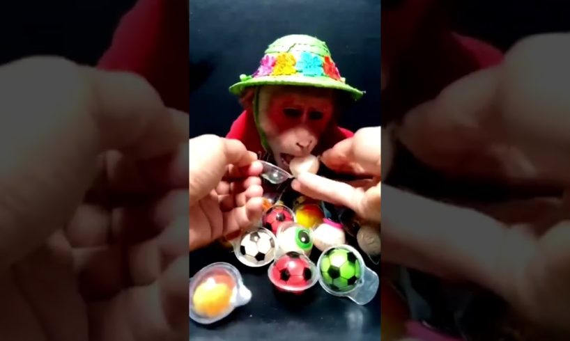 baby monkey suffering until death,baby monkey beat up,baby monkey throwing,baby monkey growing ASMR