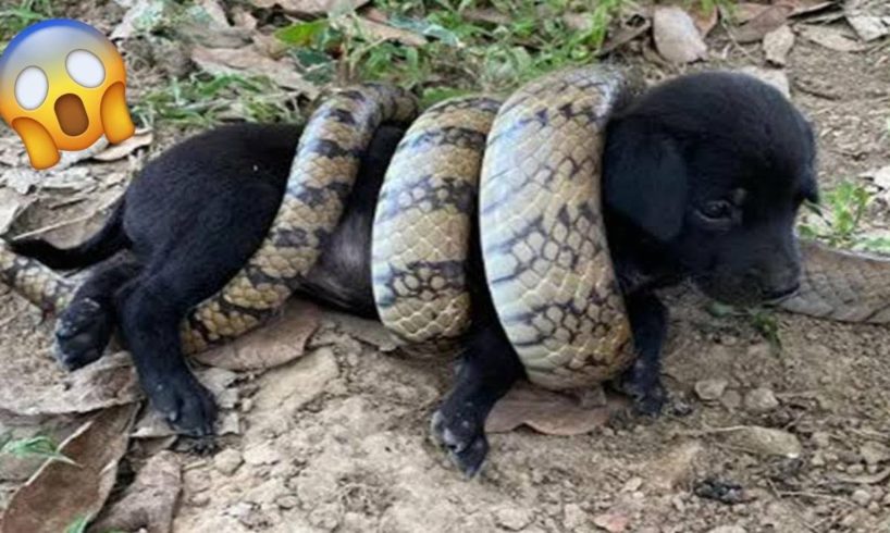 best inspiring animal rescues that will make you cry 😔