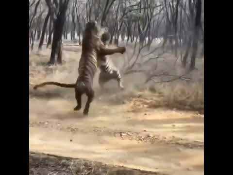 brutal animal fights