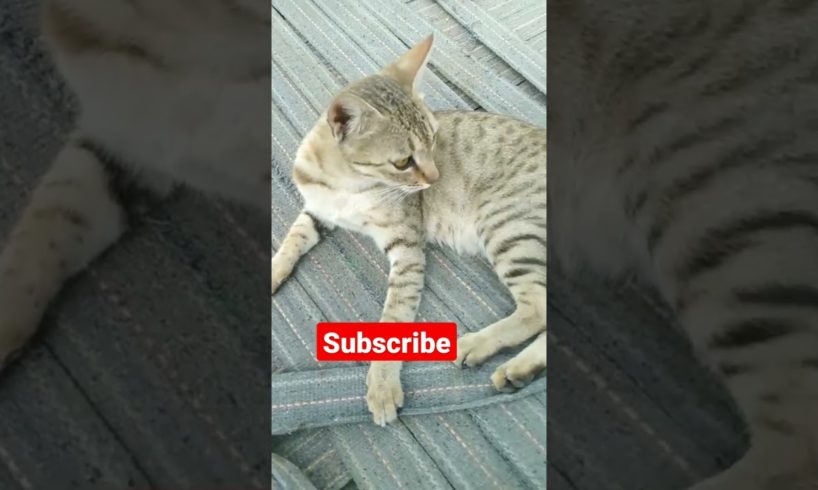 cat funny video बिल्ली ❤️😂🤣 । #animal #viral #shortvideo #shortsfeed #subscribe #cat #shorts #short