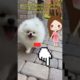 cute dog#cute #shorts youtube#short video#cutest#puppies#puppy love#love dogs