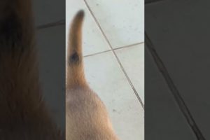 cute puppies