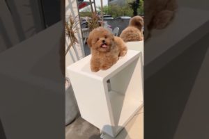 cute puppies video