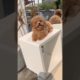 cute puppies video