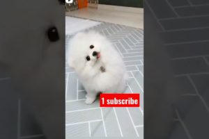 cute 🥰 puppy #dogs #shorts #viiral #trending #shortfeed #viralshorts #youtubeshort #ytshort