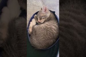cutest kitten 😍 sweetie kitty #kouki #kittens #kitty #catsofyoutube #cute #adorable #cats #shorts