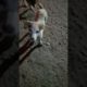 cutest puppies playing around #shortvideo #video