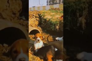 cutest puppies shorts #shorts #love #cutedog #cutest #viralshort #youtubeshorts #viral
